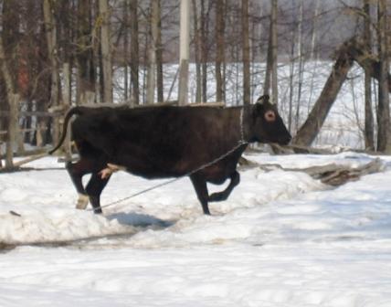 погулять!