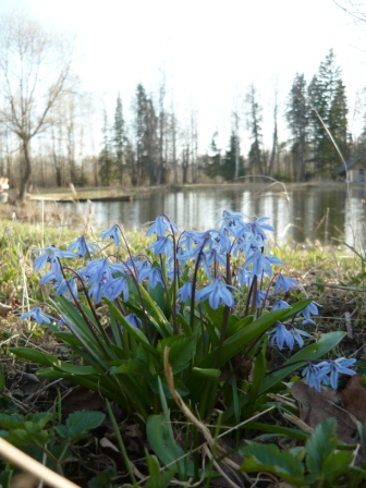 Scilla sibirica (пролеска сибирская) фото и определение Жени Orpheus