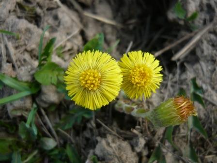 Tussilago farfara (мать-и-мачеха сибирская) фото и определение Жени Orpheus