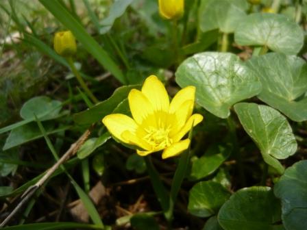 Caltha palustris (Калужница болотная) фото и определение Жени Orpheus