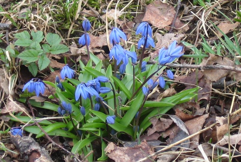 Scilla sibirica